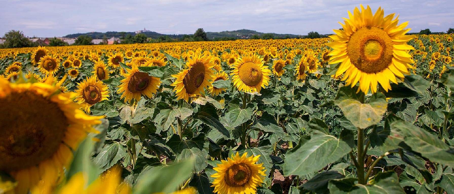 sunflower field