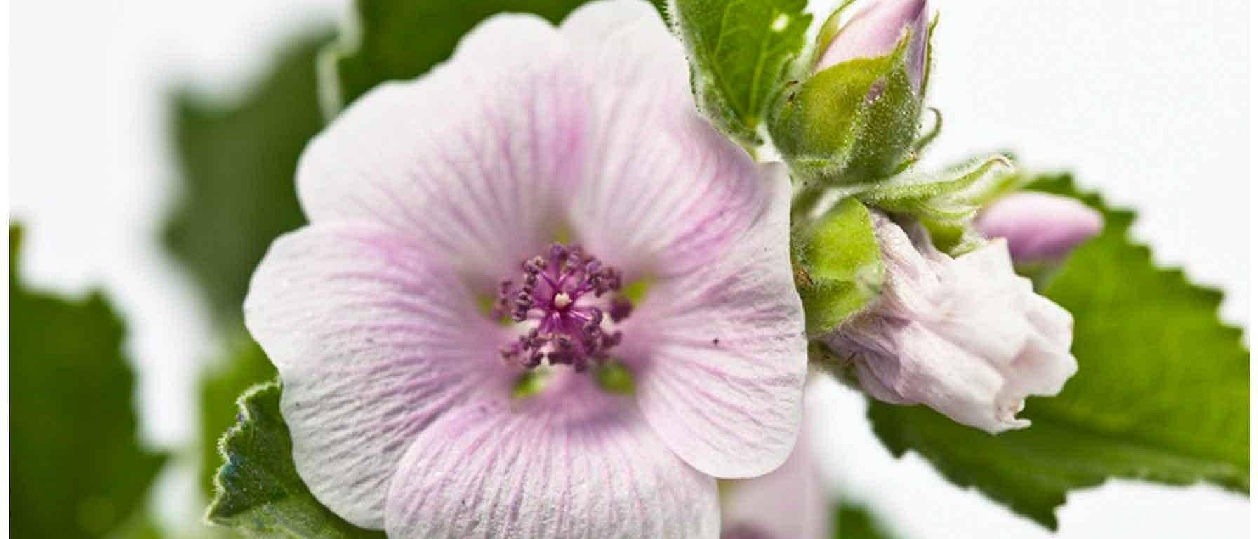white mallow flower closeup