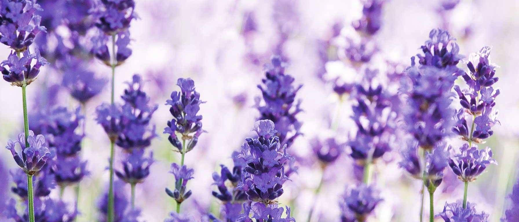 lavendar field
