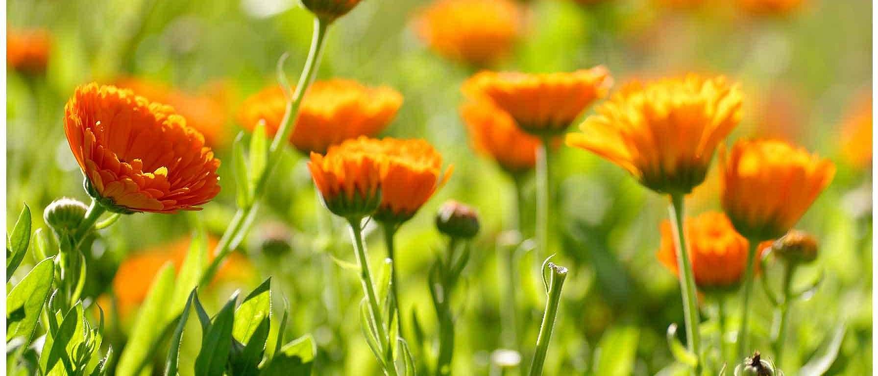 calendula field
