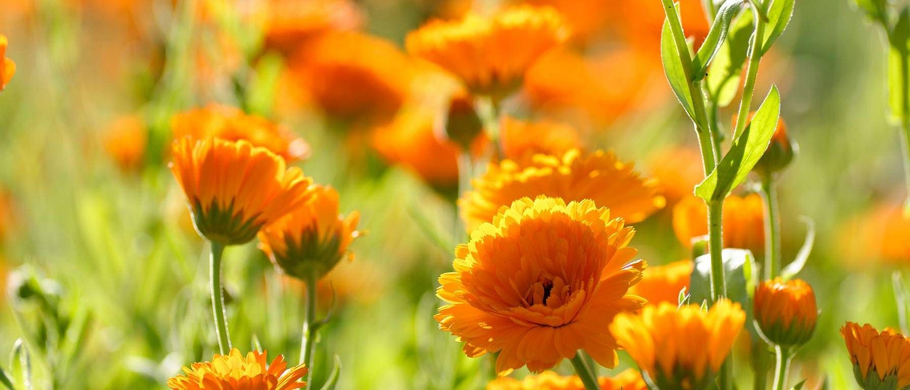 calendula field