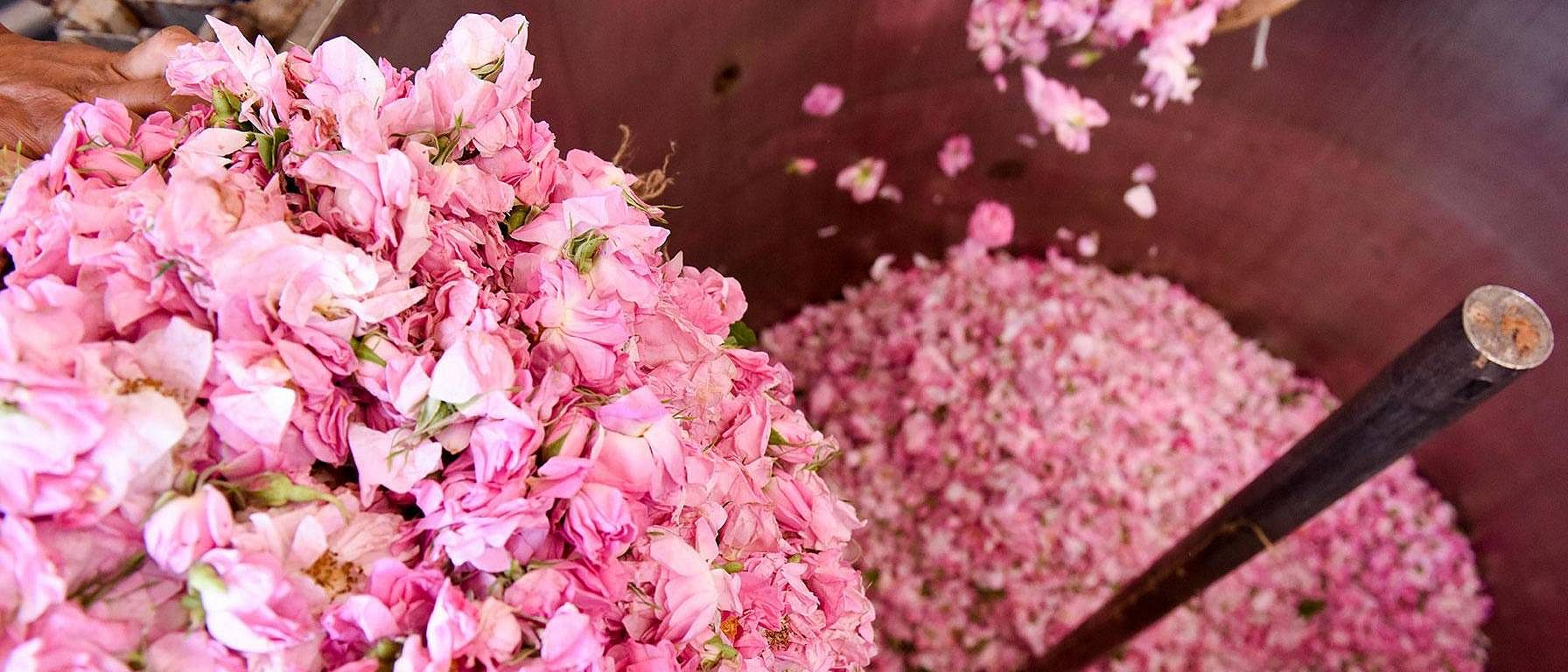 wild rose petals in production