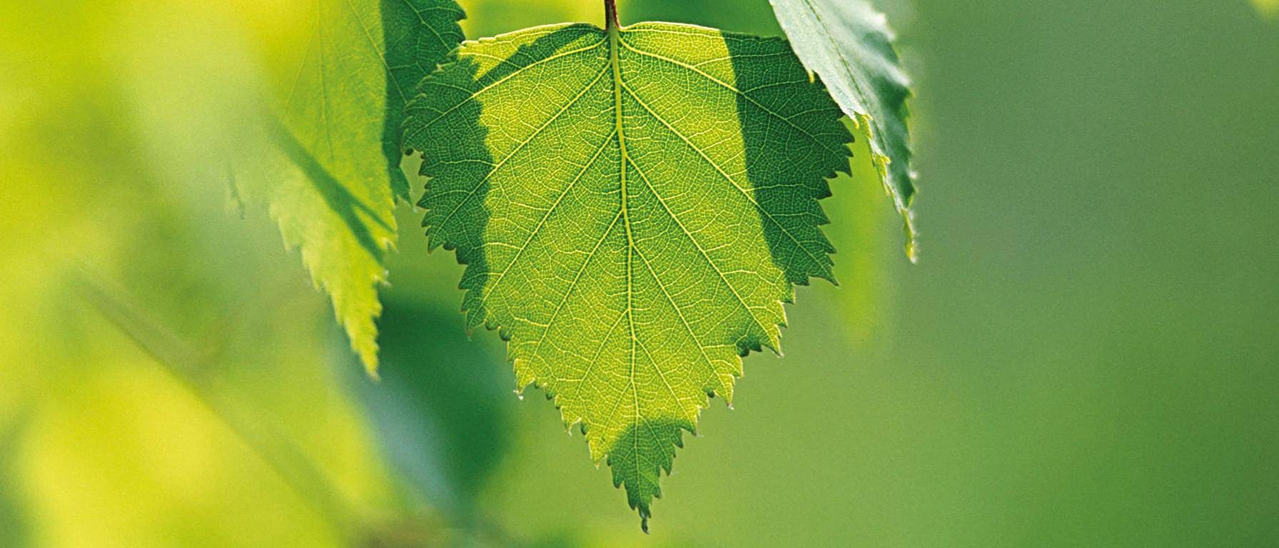 birch leaf closeup