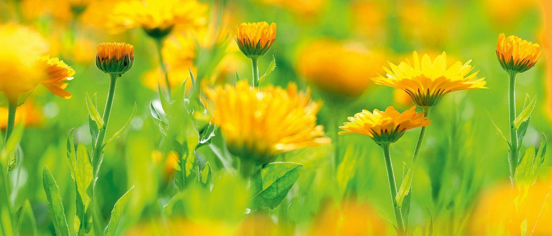 calendula field