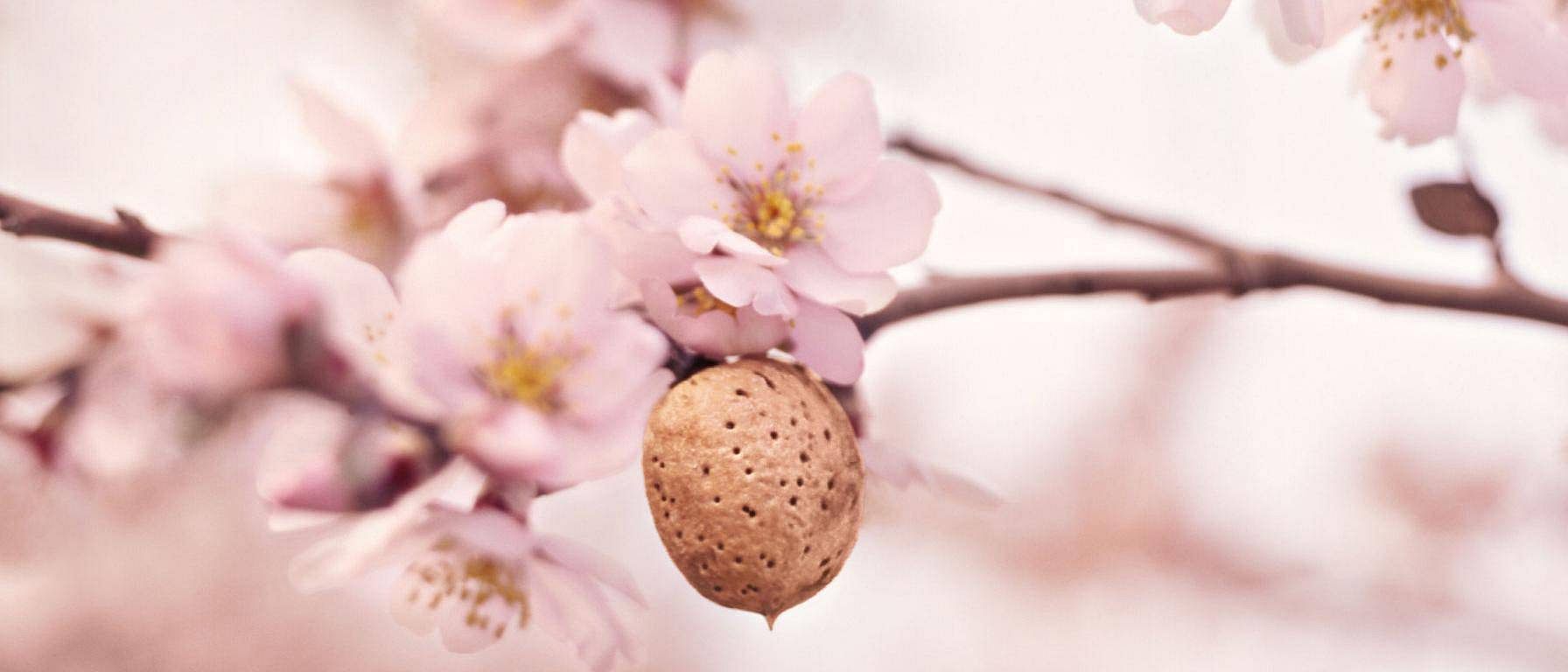 almond tree branch