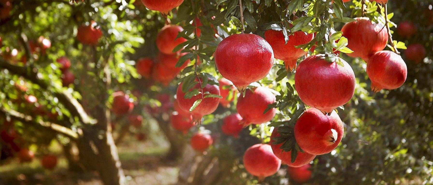 pomegranate