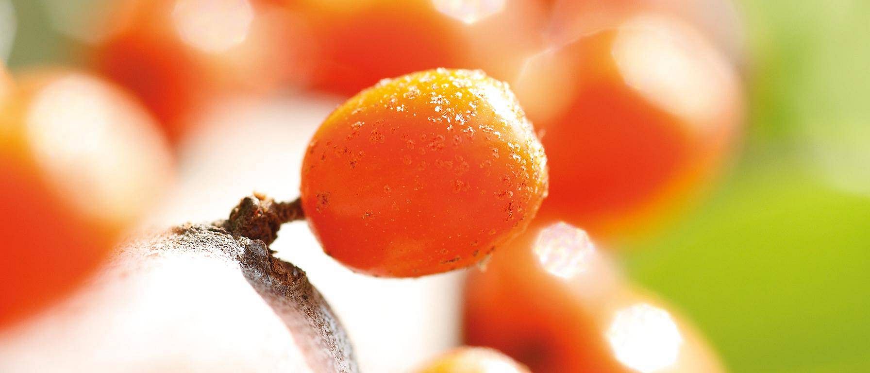 sea buckthorn closeup