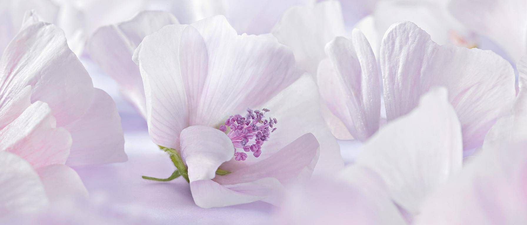 white mallow leaves