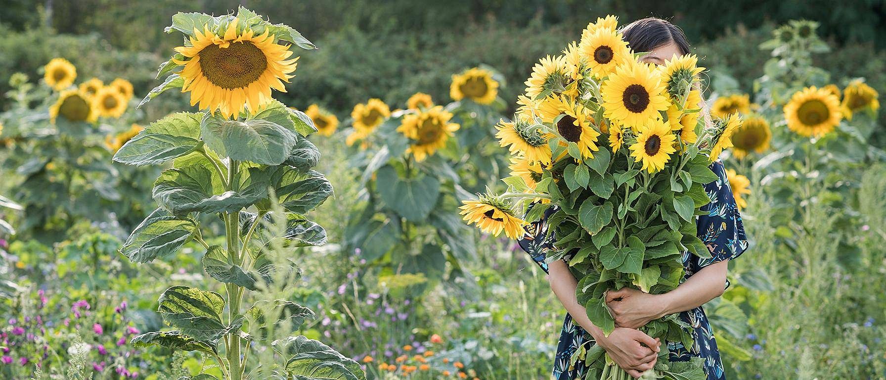 sunflower field