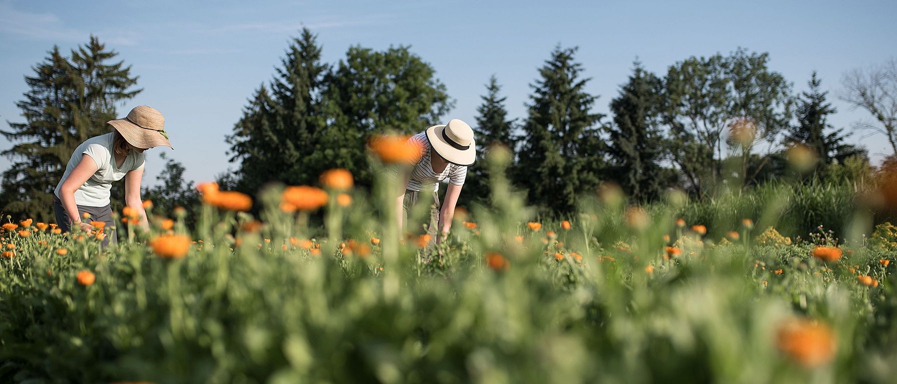 harvest of calendula