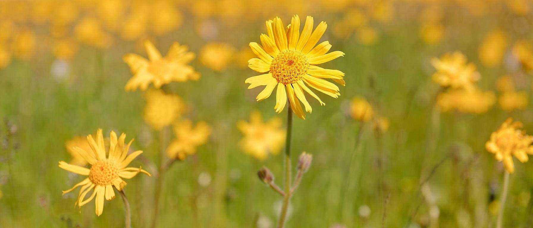 field of arnica flowers