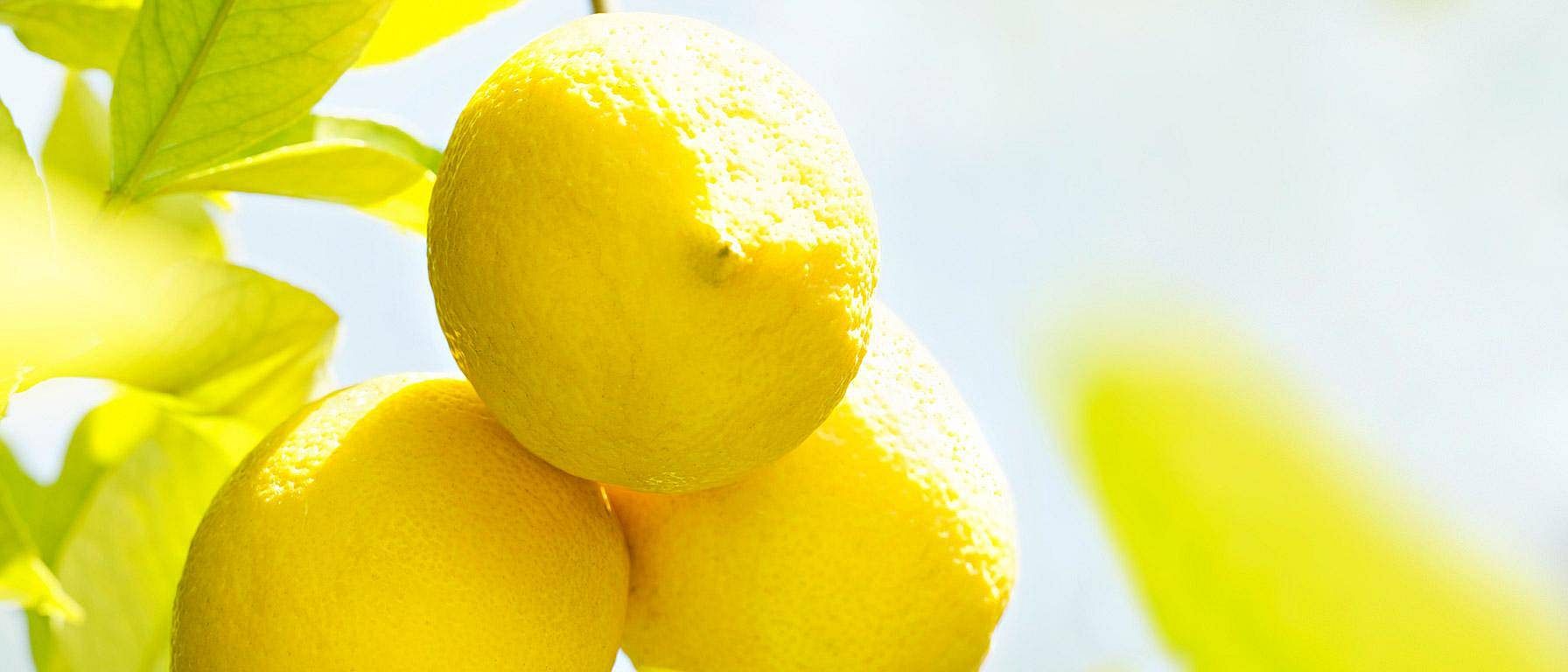 group of lemons in sunlight