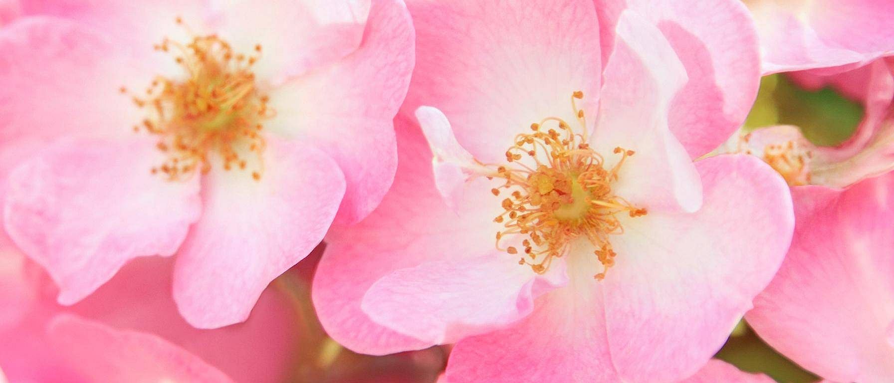 wild roses closeup