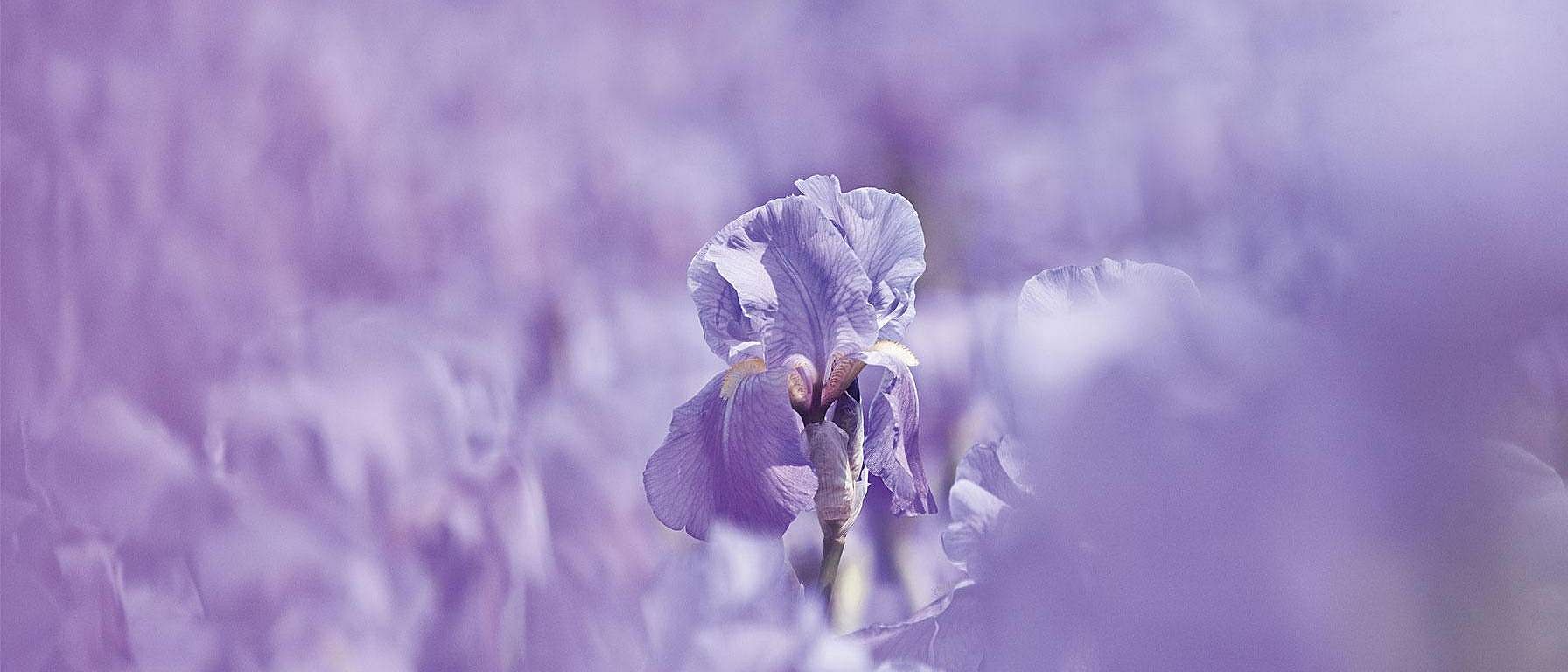 weleda lavender