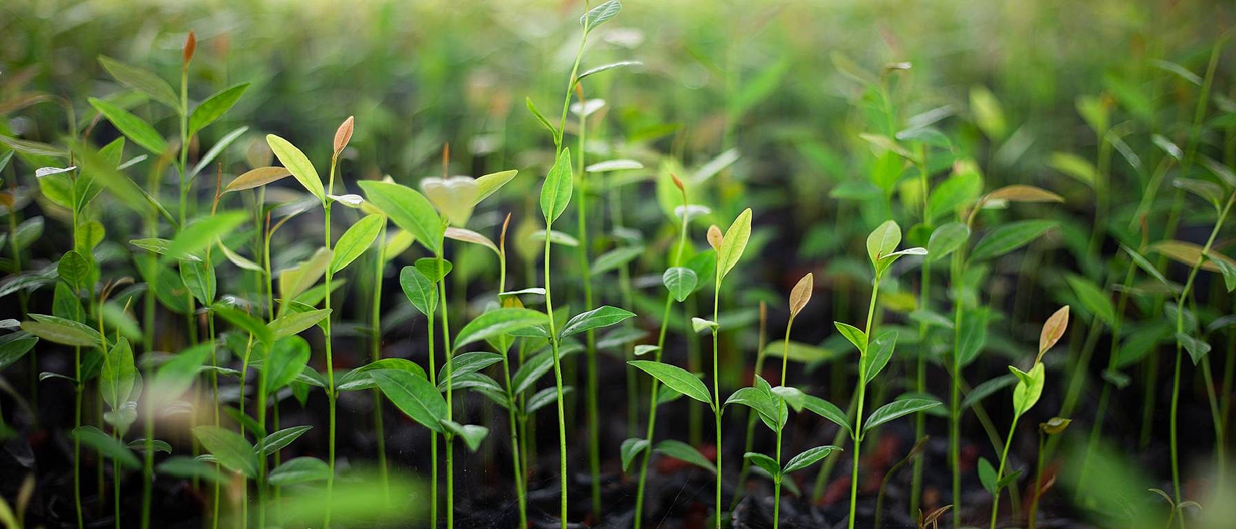 green plants