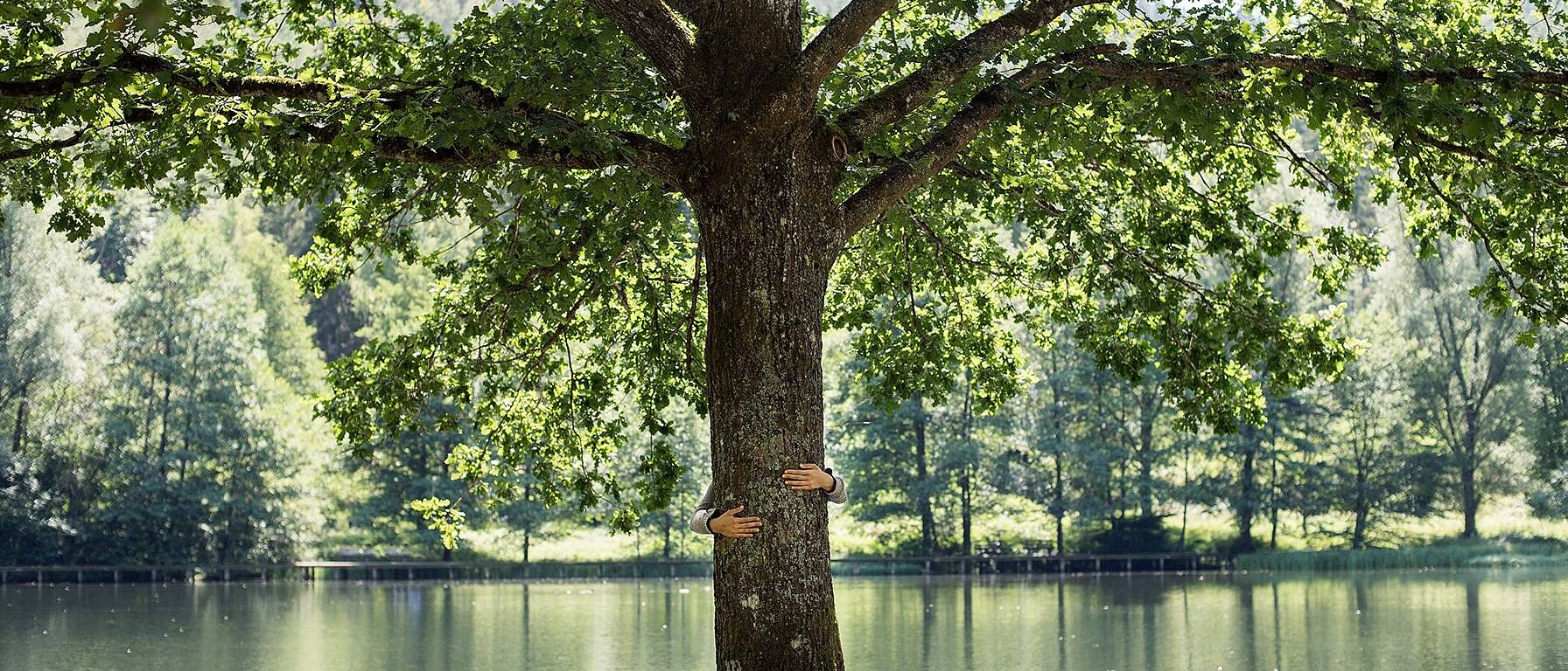 tree in the middle of a meadow