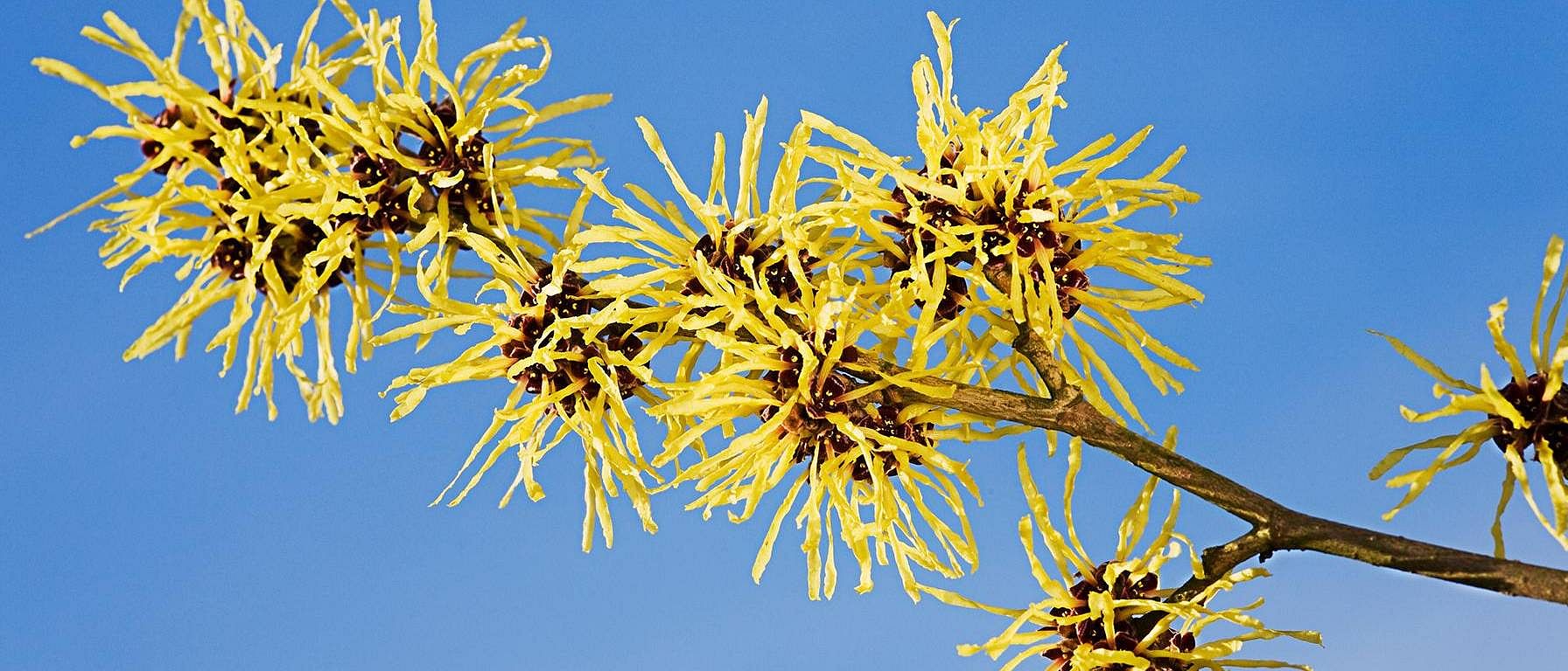 witch hazel