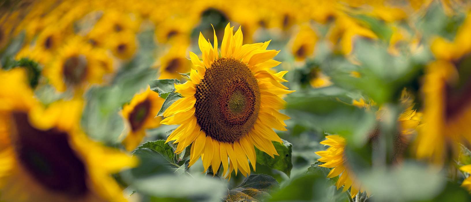 Sunflower field