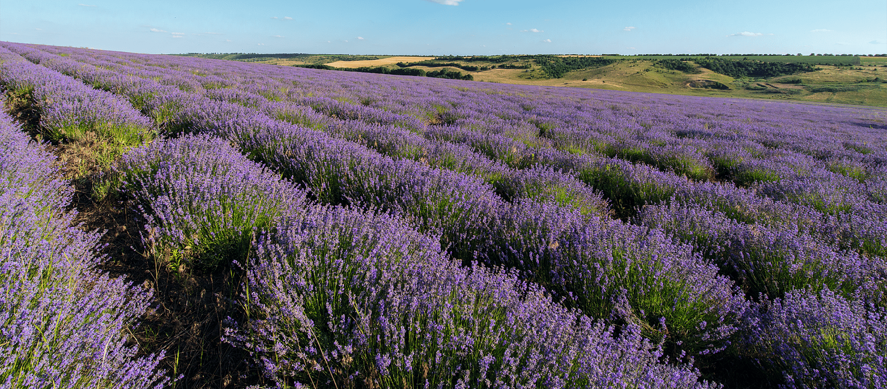 lavender field