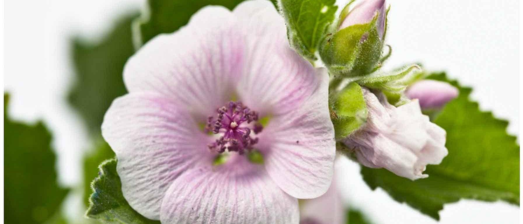 White mallow top