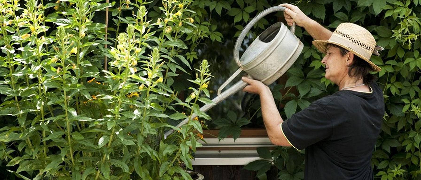 gardener watering flowers