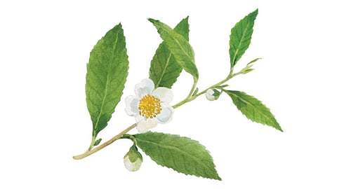 Camellia Sinensis Leaf Extract Weleda