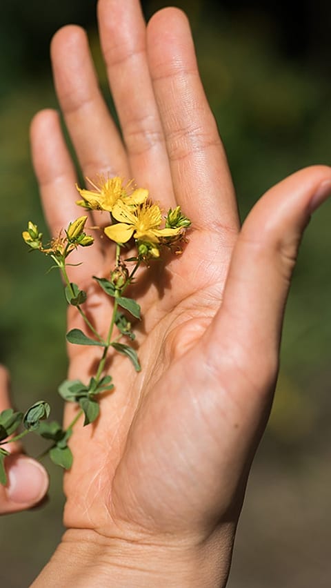 hand holding a yellow flower