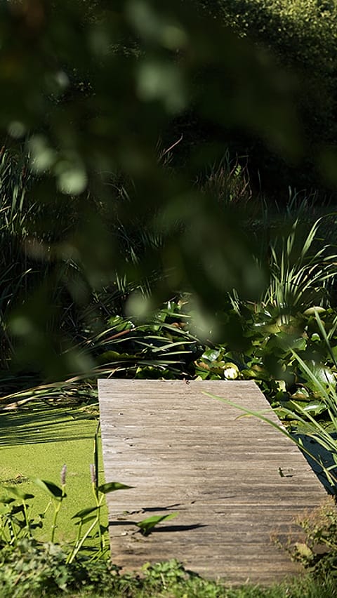 wood bridge over a pond