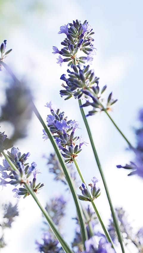 lavender leaves