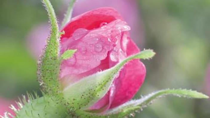 wild rose bud