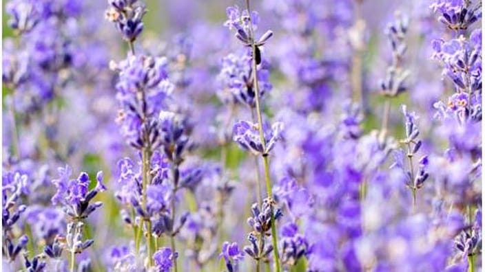 lavender field