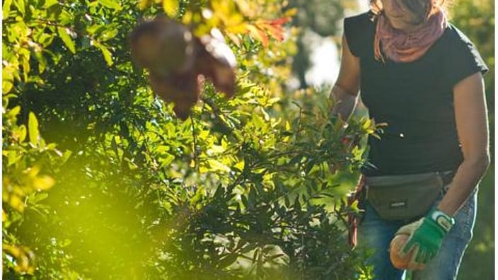 woman gardening