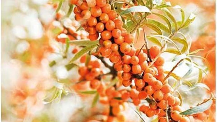 sea buckthorn