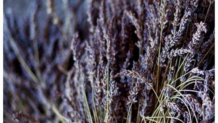 dried sprigs of lavender