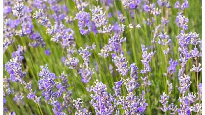 lavender field