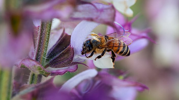 Sage flowers with bee