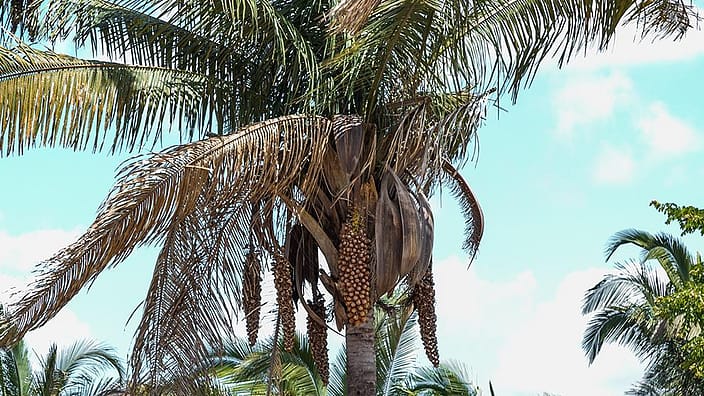 palm trees