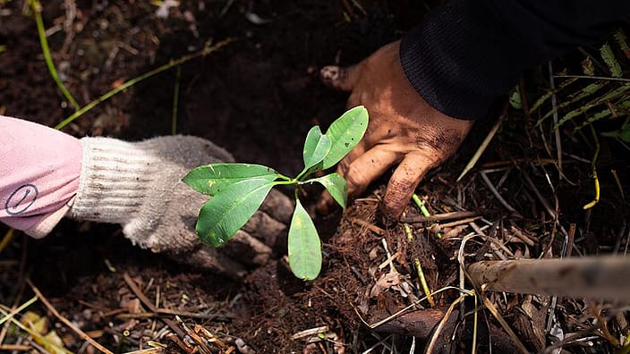 leaf sporuting out of dirt ground