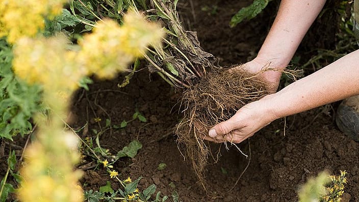 hands planting a yellow flower