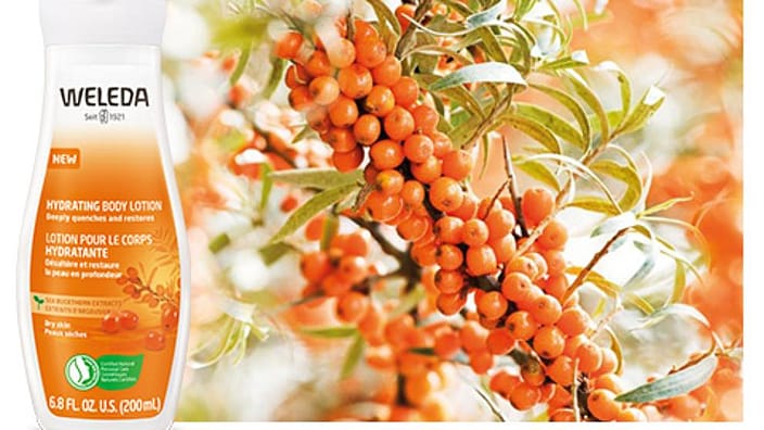 sea buckthorn