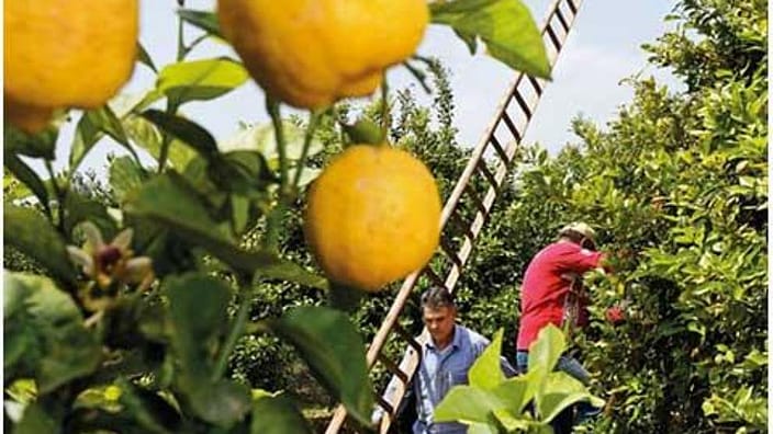 man farming lemons