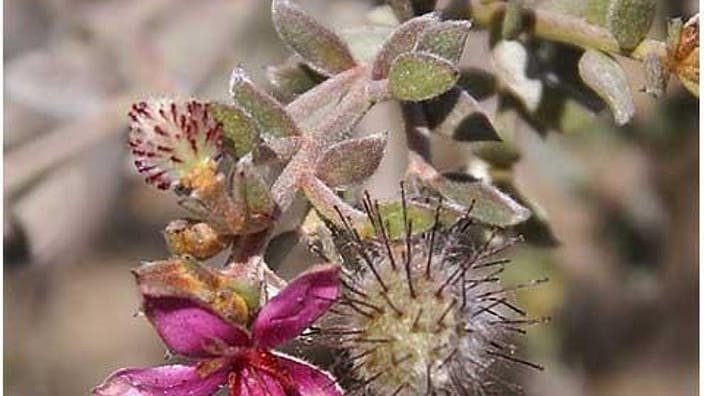 ratanhia root closeup