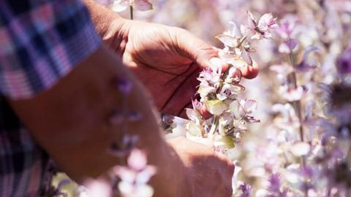 Hands and flowers