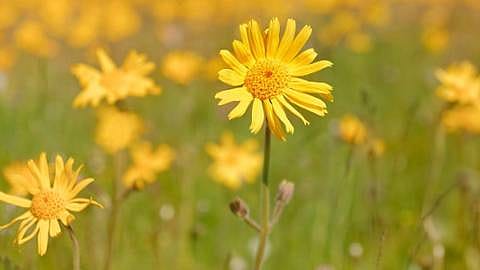 field of arnica flowers