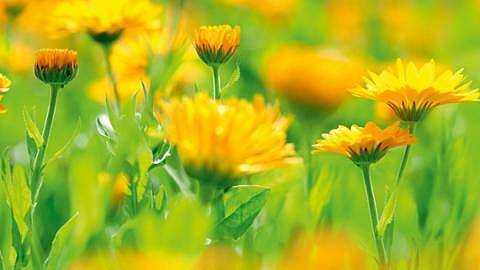calendula field