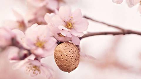 almond tree branch