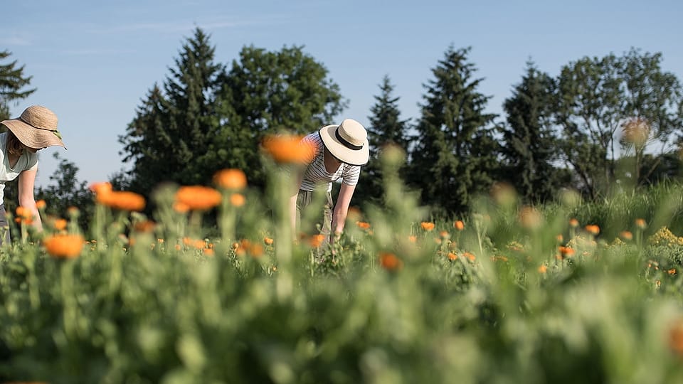 harvest of calendula
