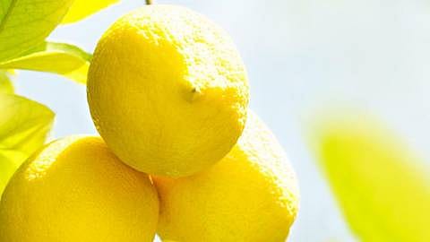 group of lemons in sunlight