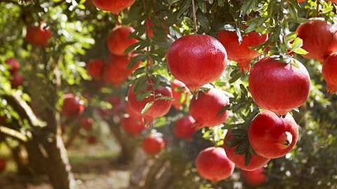 pomegranate