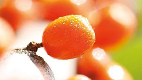 sea buckthorn closeup
